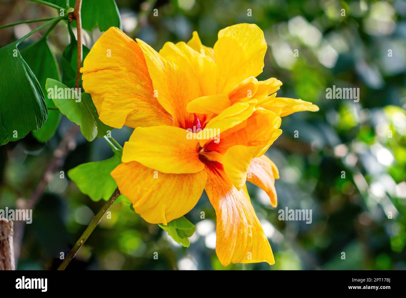 Bright yellow and orange Chinese rose (Hibiscus rosasinensis Cooperi