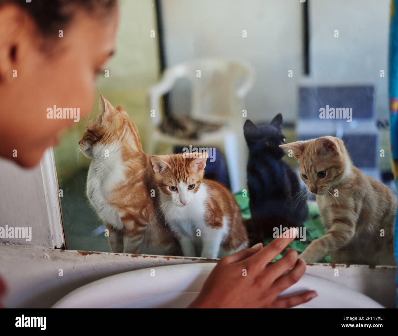 Care, charity and cats at adoption shelter with visitor busy with