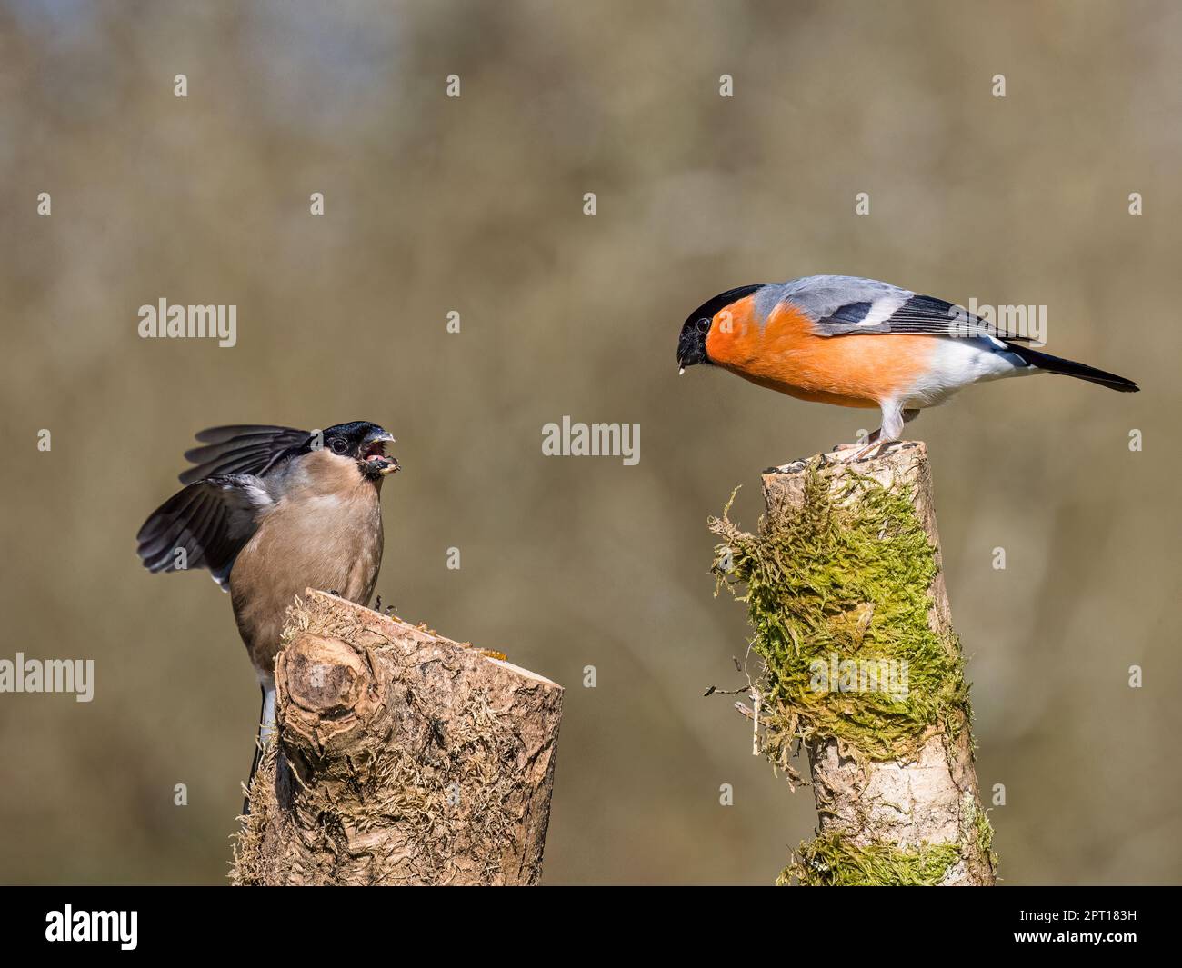 A male and female bullfinch display aggressively towards each other  in spring in mid Wales Stock Photo
