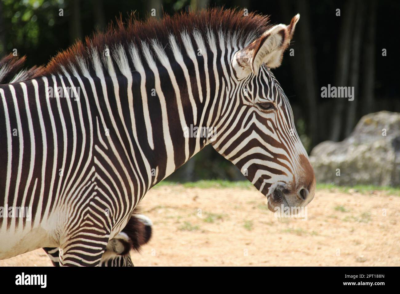 zebra in a zoo (france) Stock Photo