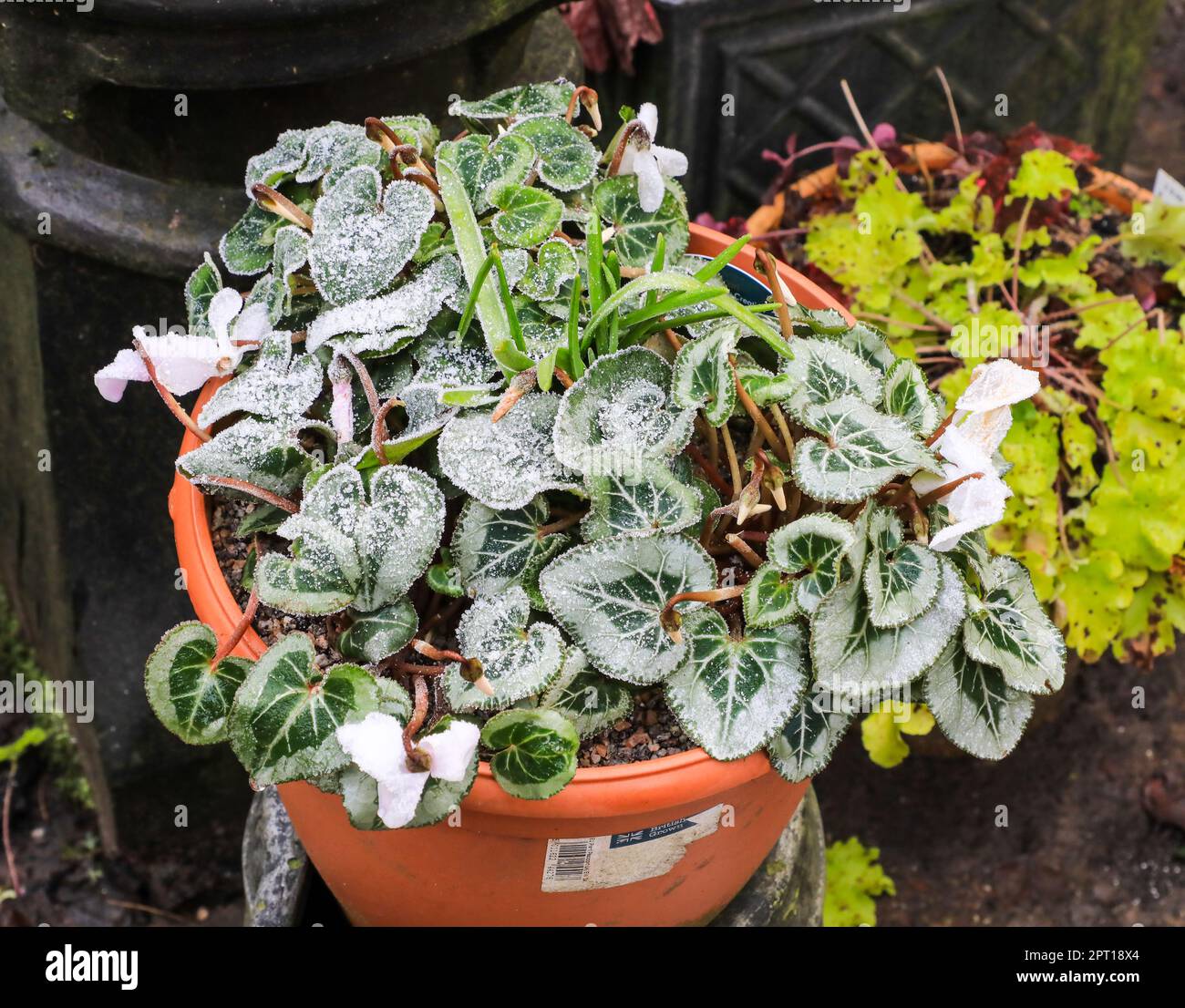 A pale Pink/white Cyclamen plant, a hardy tuberous perennial, covered in frost in winter, growing in a plant pot outside, England, UK Stock Photo
