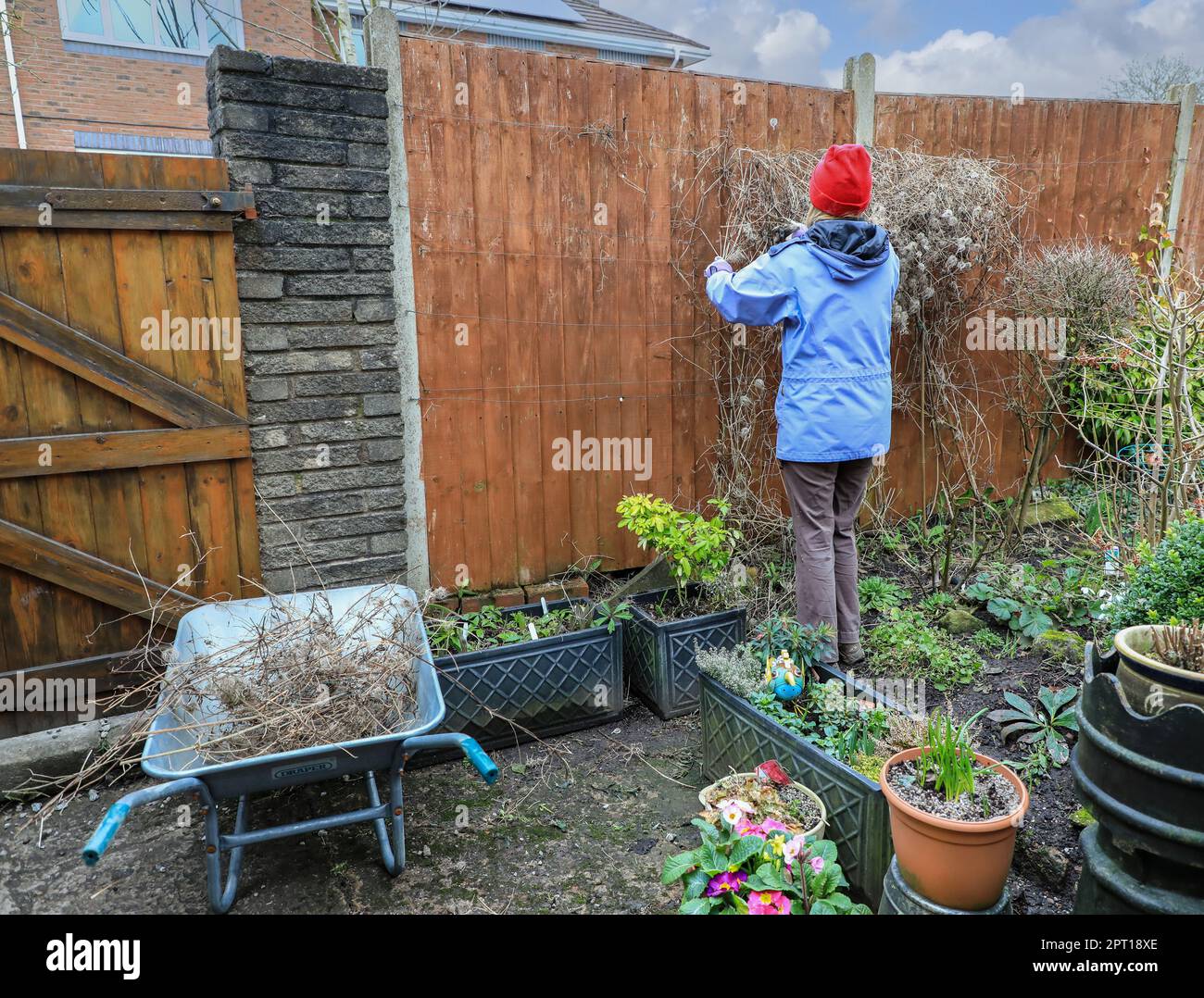 A woman pruning the  fluffy seed heads and dead growth of Clematis Tangutica 'Bill Mackenzie', England. UK Stock Photo