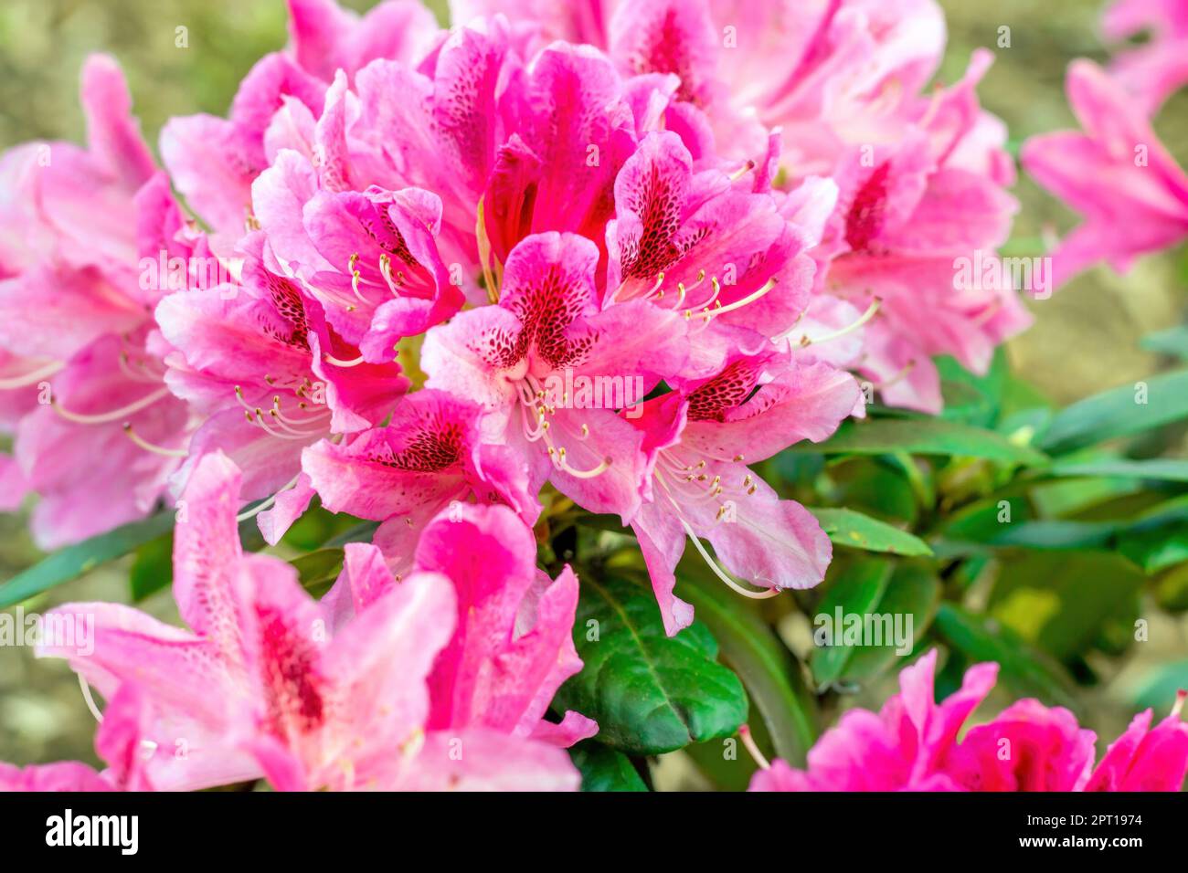 rindenbalsam olivenbaum Olivenbaum – Olea europaea ‘Hojiblanca’ (Pon Pon) (Vita) (C2) main image 1