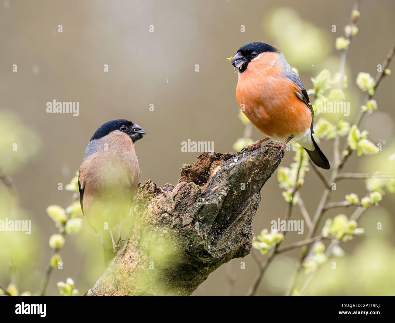 Male and female bullfinch  in spring in mid Wales Stock Photo