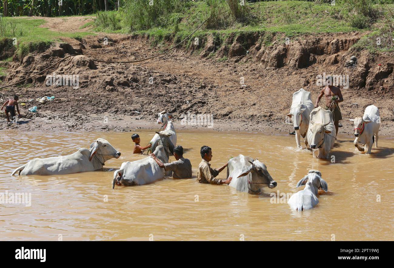 Khmer farmers wash their oxen & cows to cool them in Mekong river water, Cambodia, rural life, ox bath, heatwave in Asia, heat wave records, Kampuchea Stock Photo