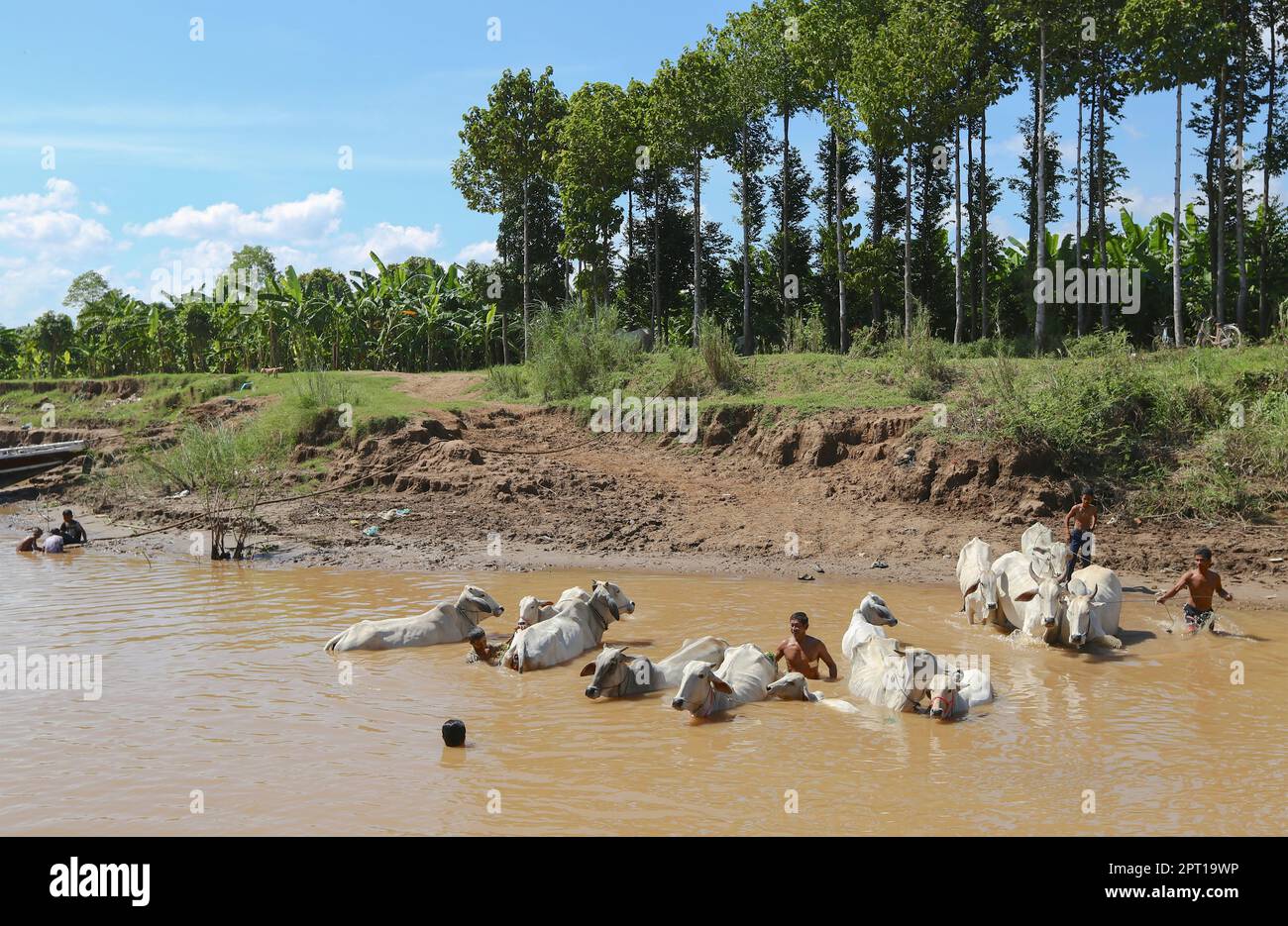 Khmer farmers wash their oxen & cows to cool them in Mekong river water, Cambodia, rural life, ox bath, heatwave in Asia, heat wave records, Kampuchea Stock Photo
