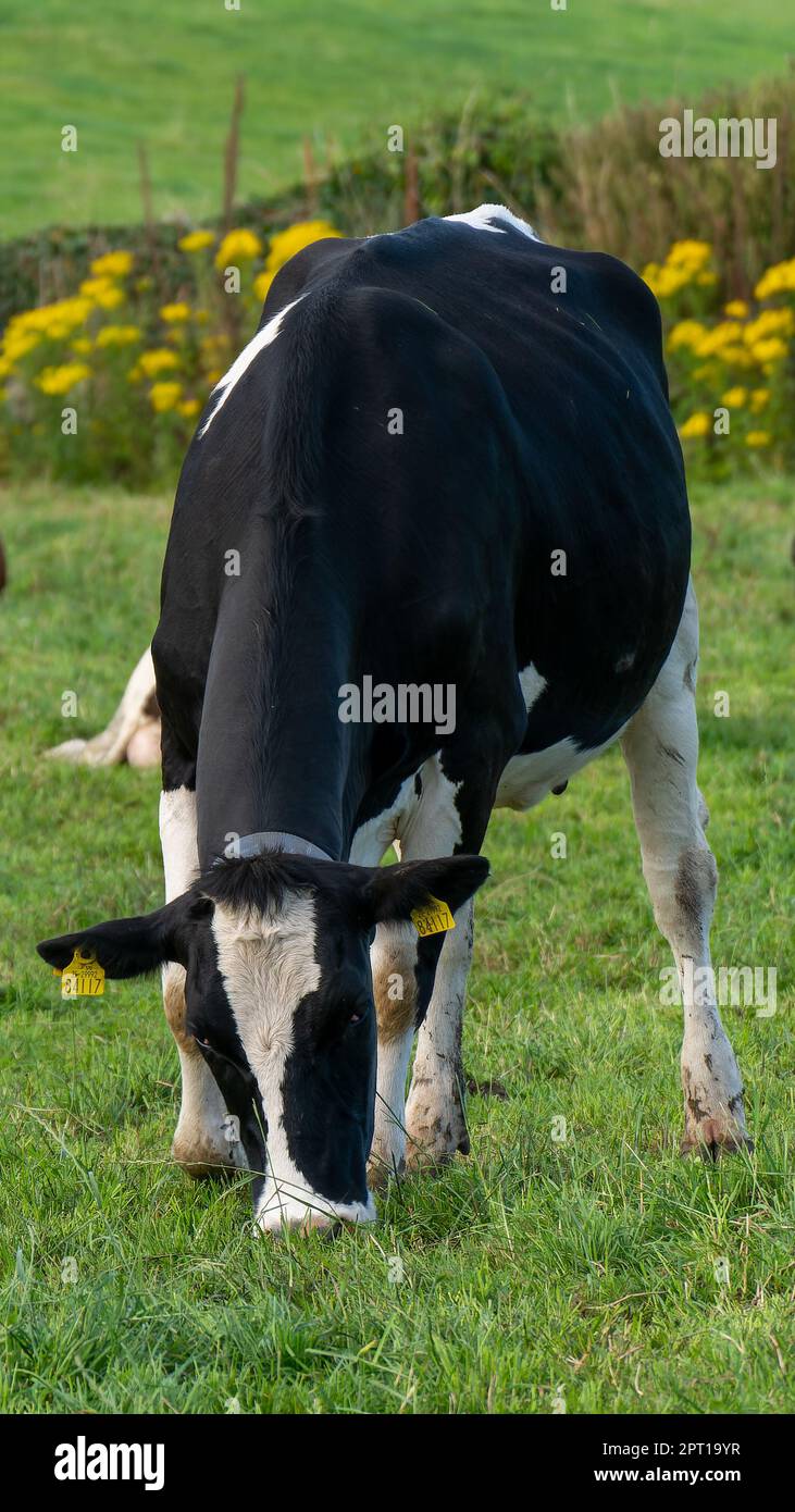 black and white cow eats grass on an Irish farm field in summer ...