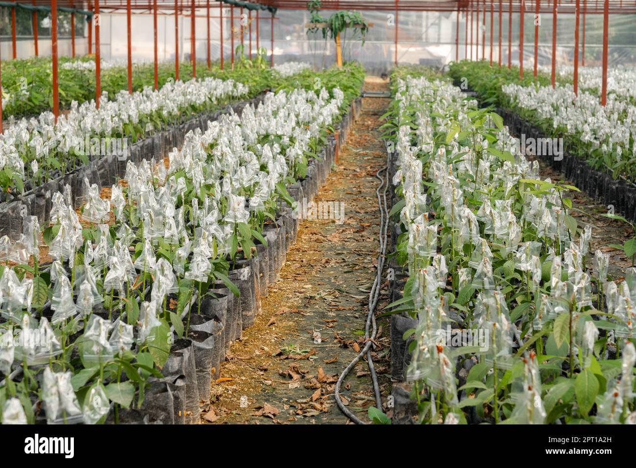 greenhouse on farm plantation avocado, lot of Growing avocado seeds and