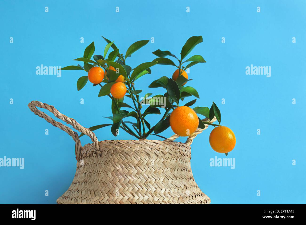 Young tangerine or kumquat tree with fruits in a wicker pot on a blue background close-up Stock Photo