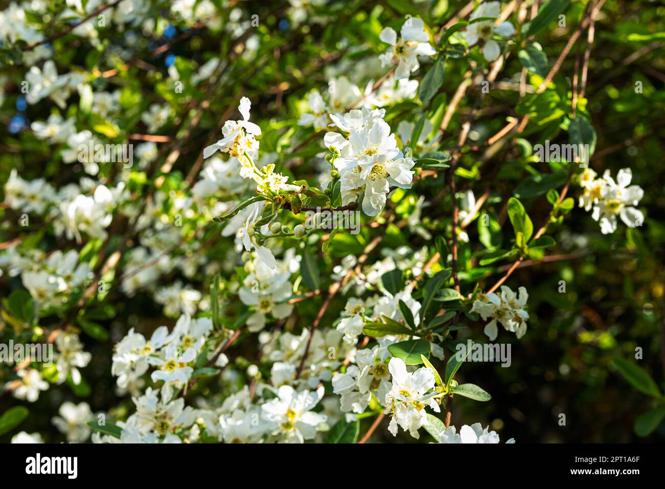 Spring flowering jasmine bush as a natural background Stock Photo