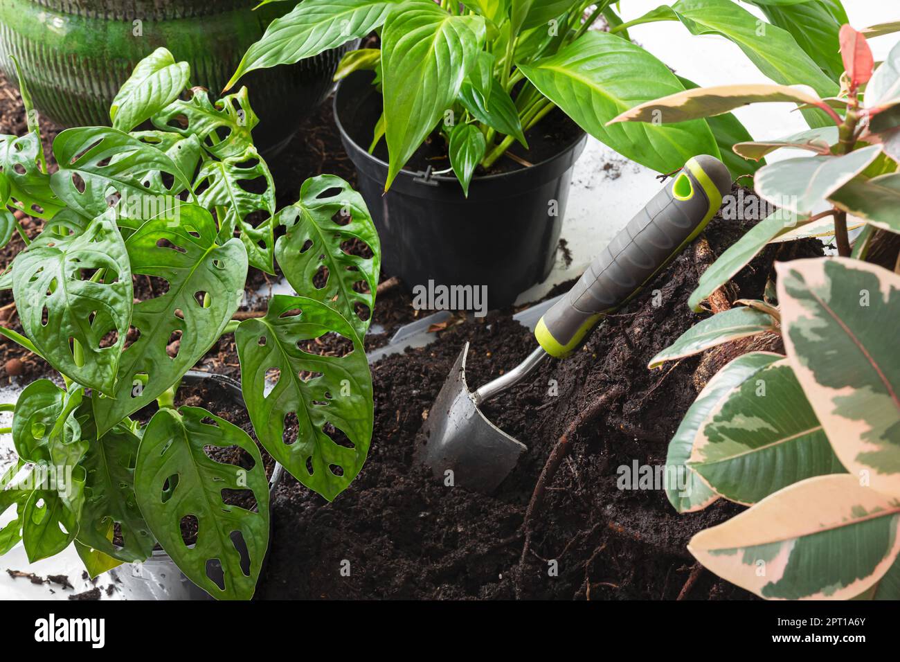 Spting transplanting of indoor plants - spathiphyllum or peace lily, ficus, monstera monkey, caring for plants and connecting with nature concept Stock Photo