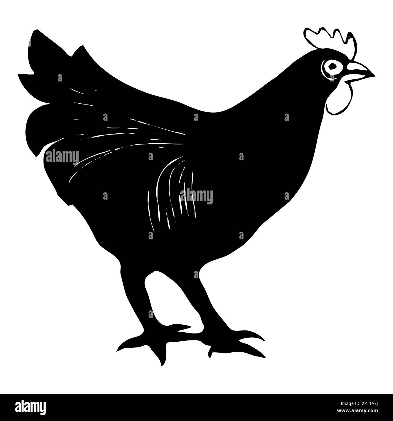 Animal illustration. Black hen on a white background Stock Photo - Alamy