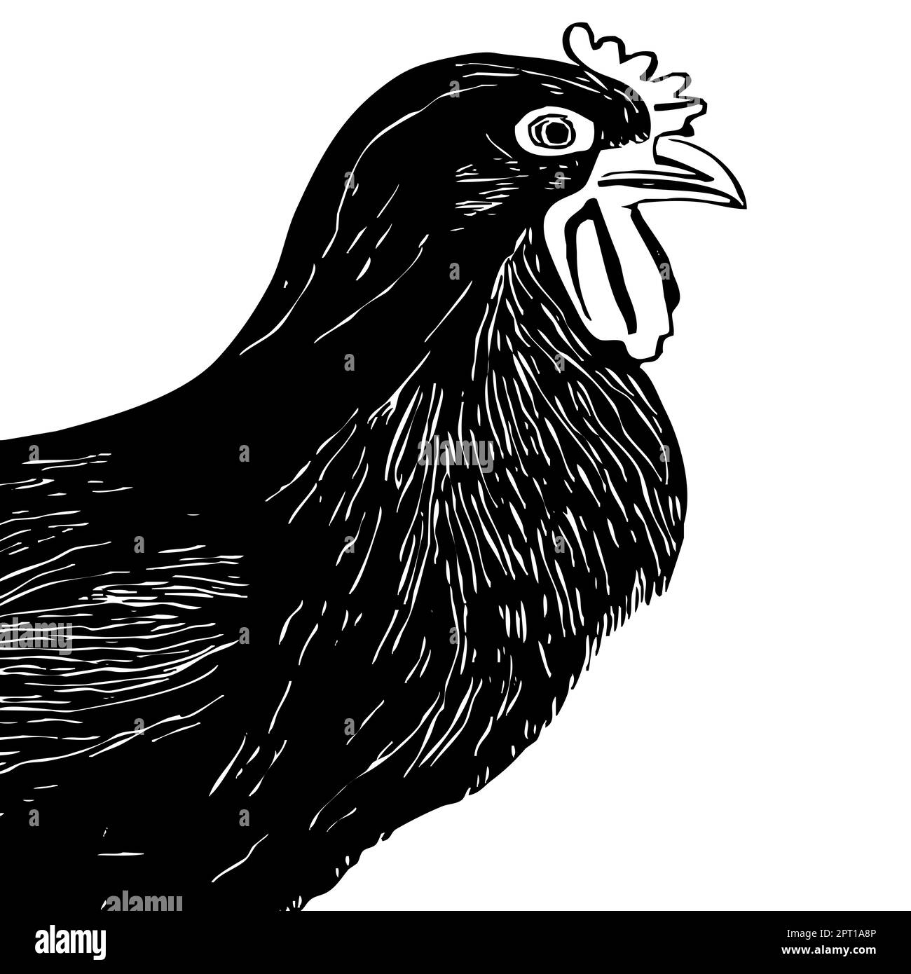 Animal illustration. Black hen on a white background Stock Photo - Alamy