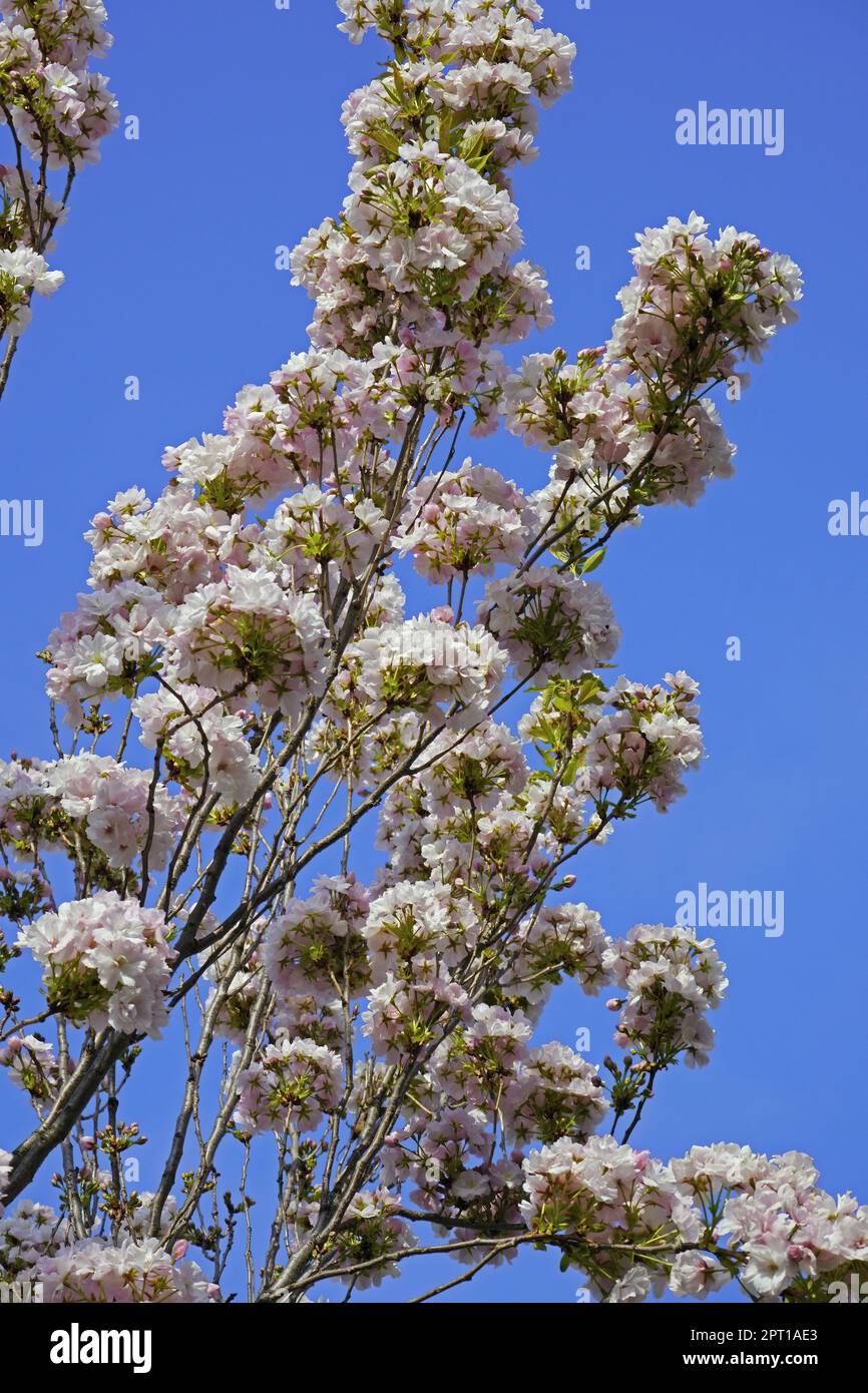 Japanese cherry tree in full bloom, detail, Prunus serrulata, Rosaceae Stock Photo