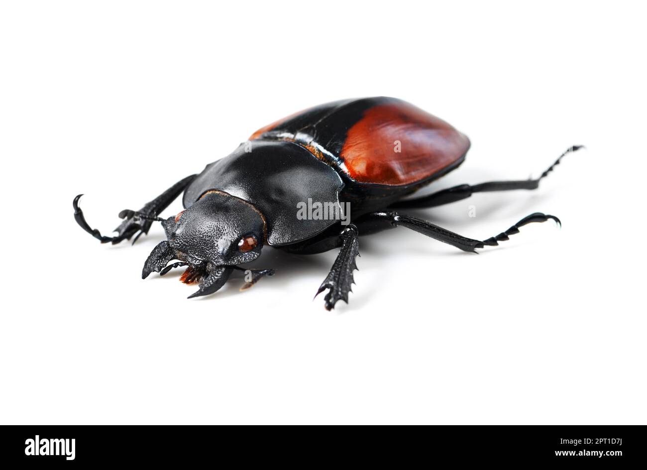 Bold and beautiful bugs. Studio shot of a red and black beetle isolated on white Stock Photo