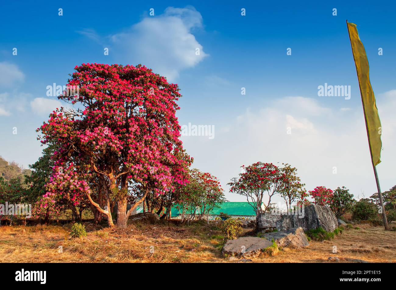 Varsey Rhododendron Sanctuary or Barsey Rhododendron Sanctuary, in the Singalila Range in western Sikkim, India. The camp with view of surrounding Rho Stock Photo