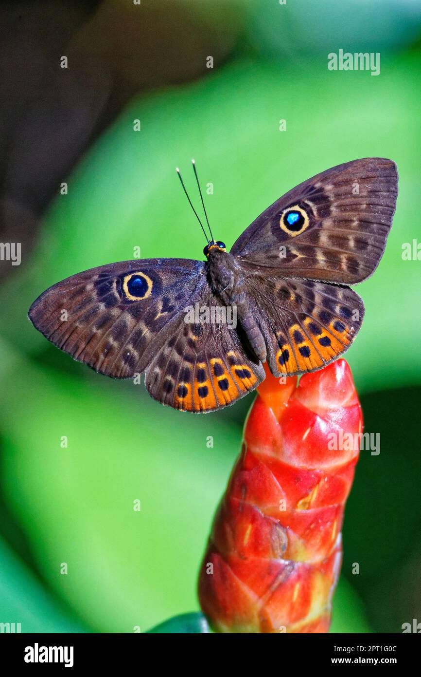 Eurybia Butterfly on Costus Stock Photo