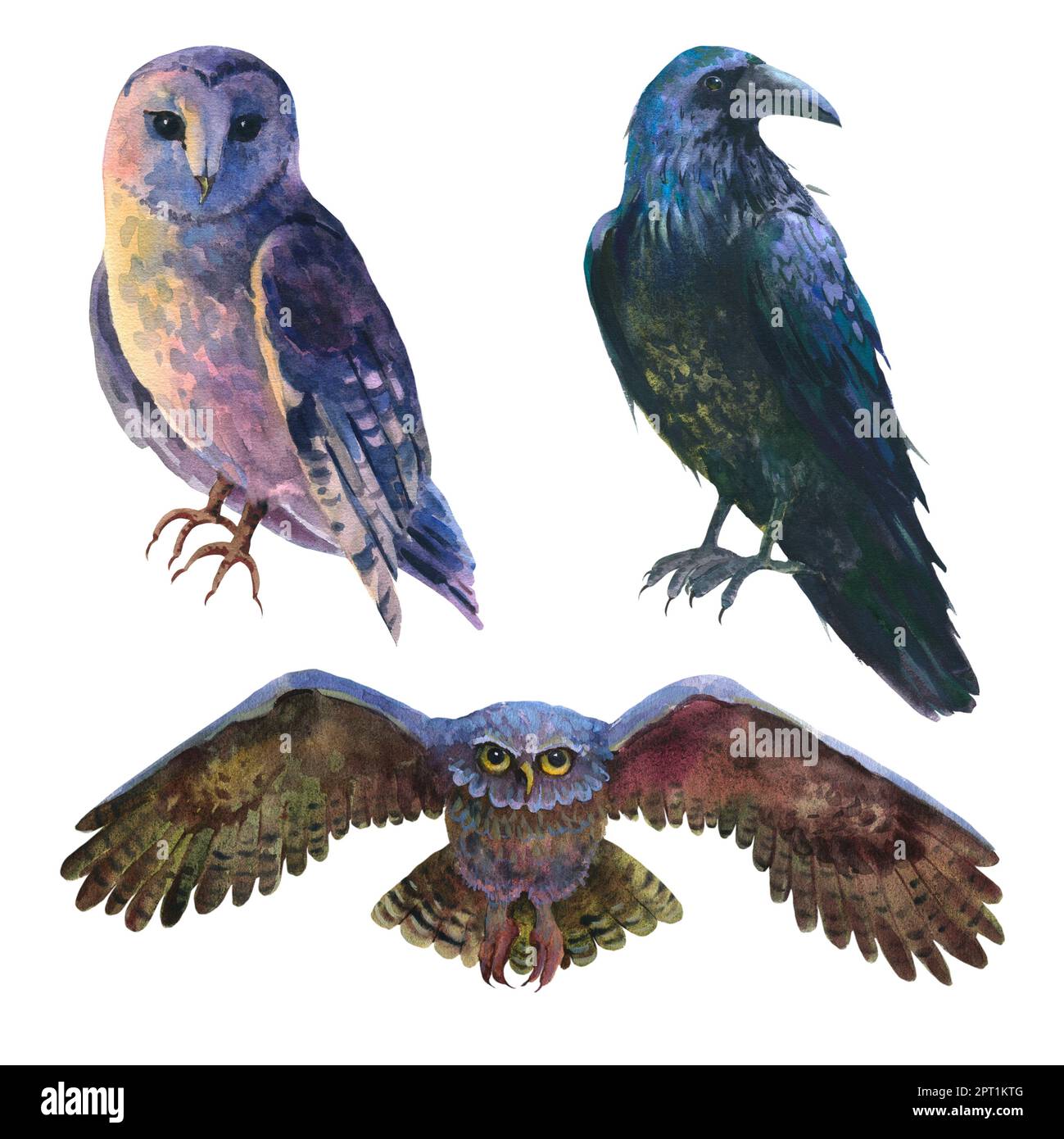 Watercolor illustration, a set of forest birds, a raven, a white owl(02)