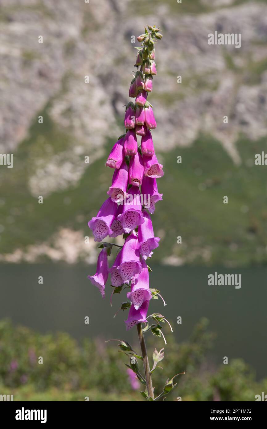 Red Foxglove, Digitalis purpurea growing wild at the Melo lake. Beautiful pink colored foxgloves in the mountains of Restonica valley, Corsica, France Stock Photo
