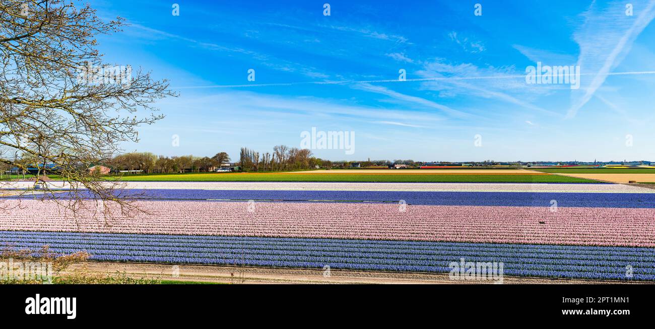 Colorful hyacinth flower fields in Keukenhof, Holland Stock Photo - Alamy
