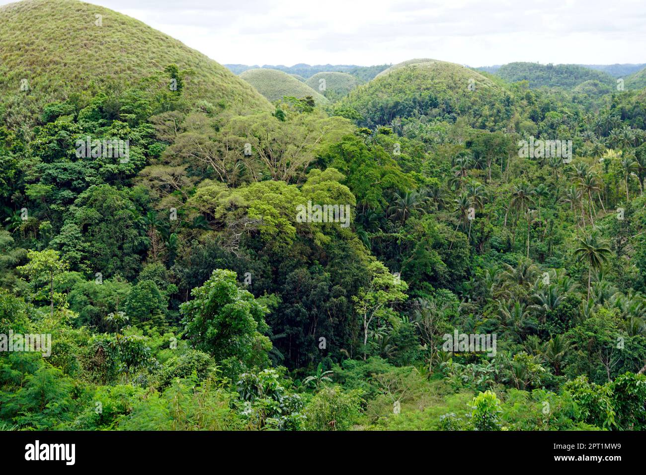 the chocolate hills of bohol on the philippines change their color to