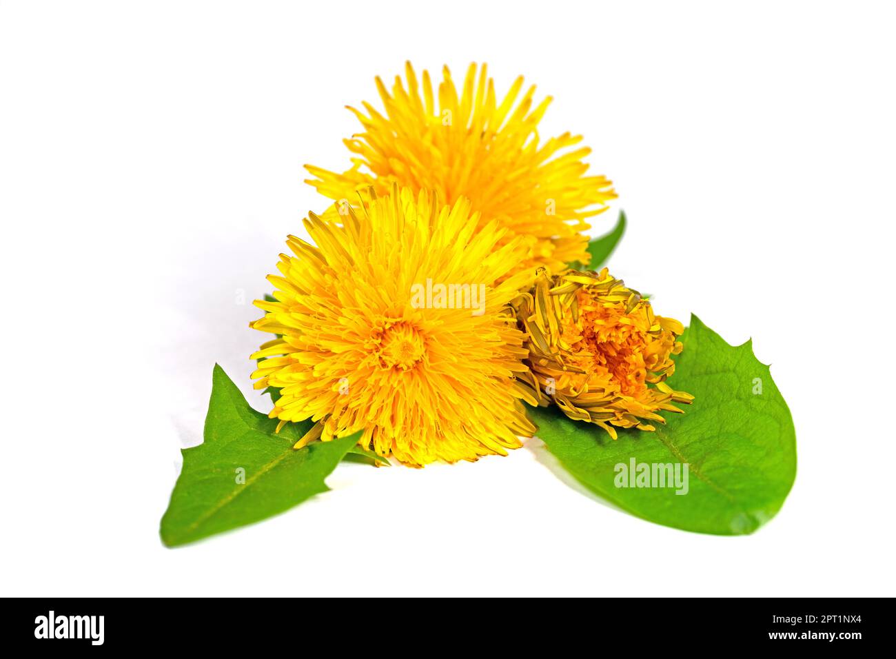 Dandelion Blossoms Against White Background Stock Photo - Alamy