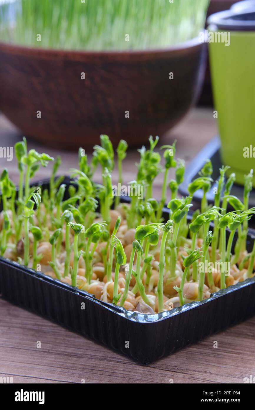 Growing different microgreens and green onions on the windowsill at