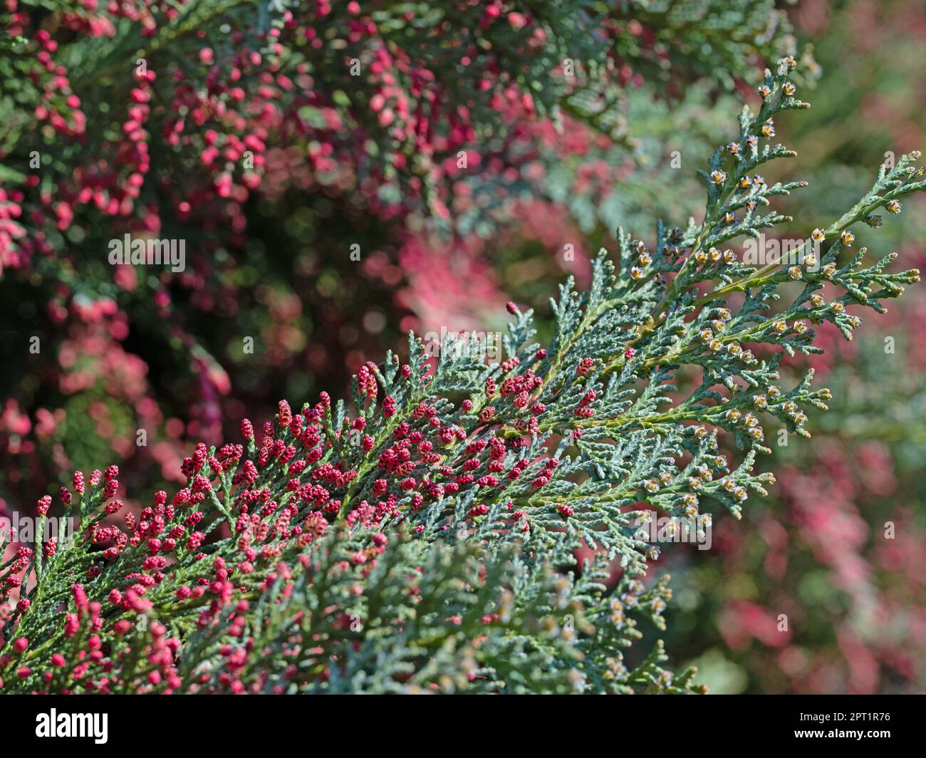 Lawsons mock cypress male flowers Stock Photo
