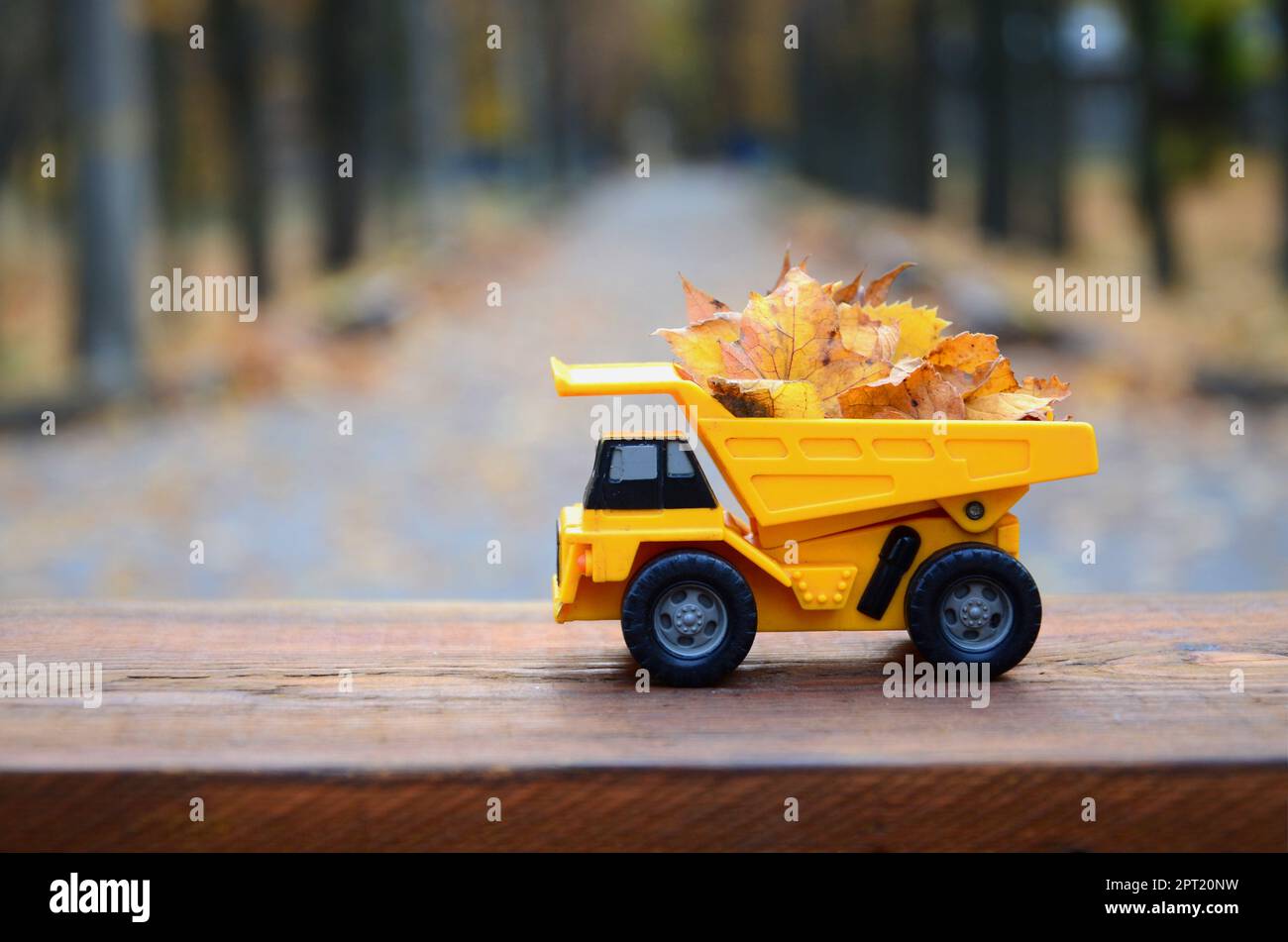 The concept of seasonal harvesting of autumn fallen leaves is depicted in the form of a toy yellow truck loaded with leaves against the background of Stock Photo