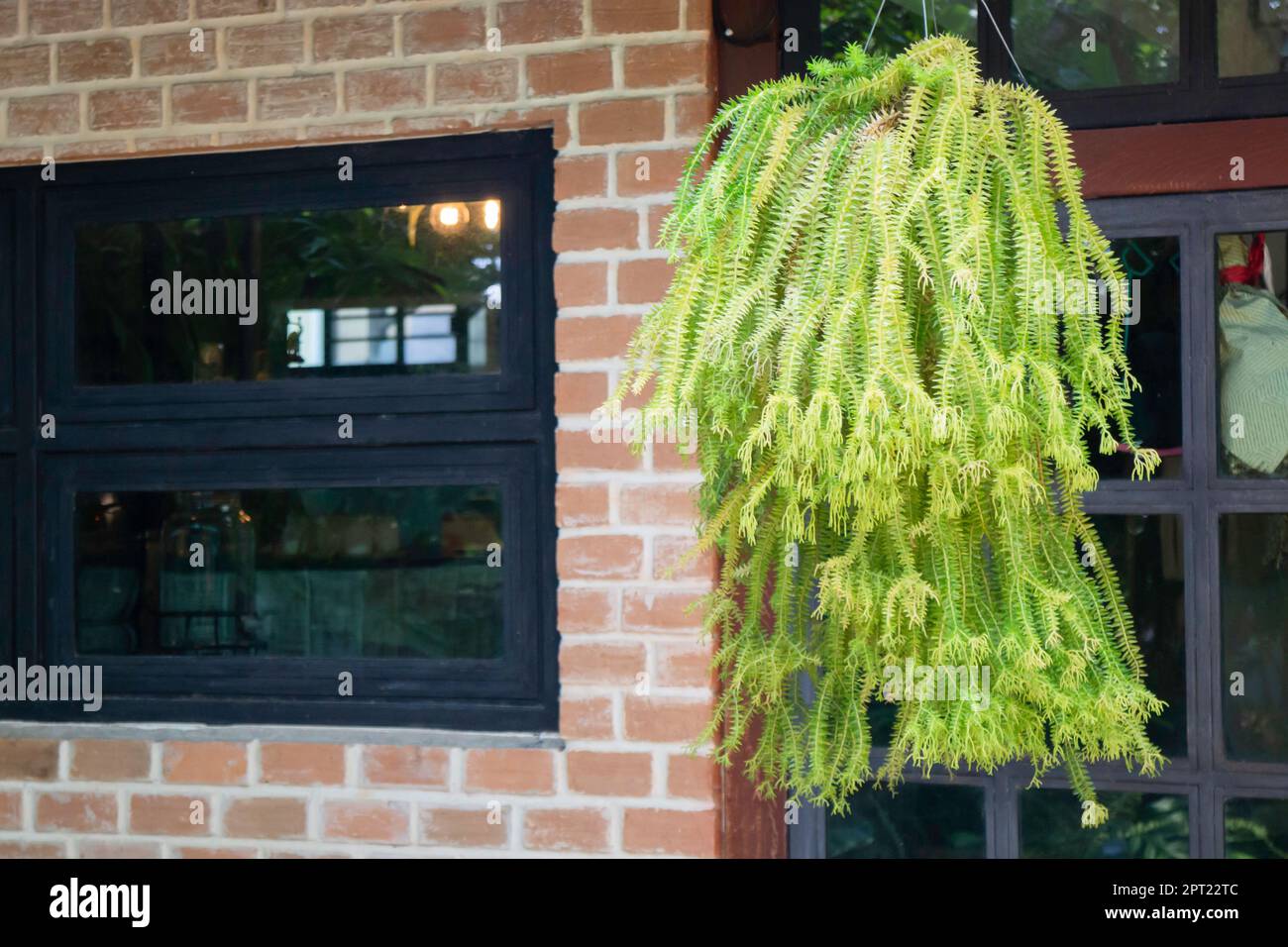 Air purifying plants for home, stock photo Stock Photo - Alamy