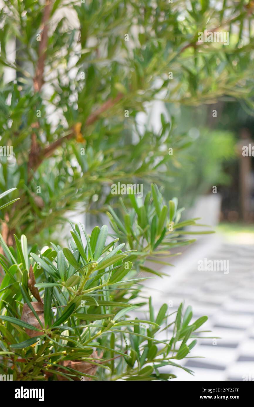 Air purifying plants for home, stock photo Stock Photo - Alamy