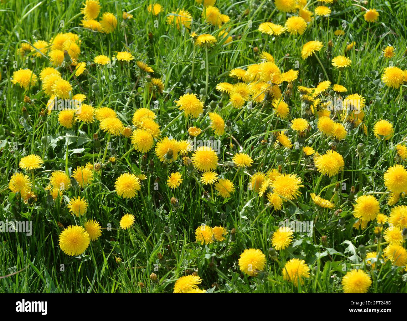 Dandelion (Taraxacum officinale) grows in the wild in spring Stock Photo