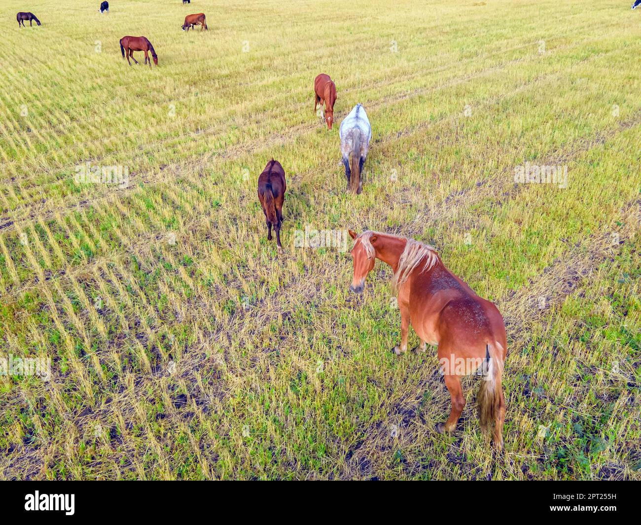 Horses grazing grass in a meadow.Domestic farm horses are mammals