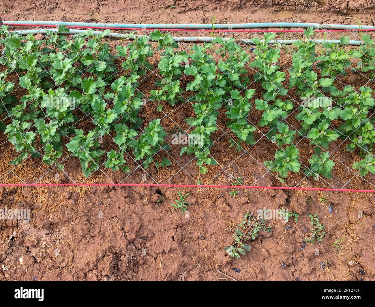 The Chrysanthemum saplings are planted in rows in the planting plot and ...