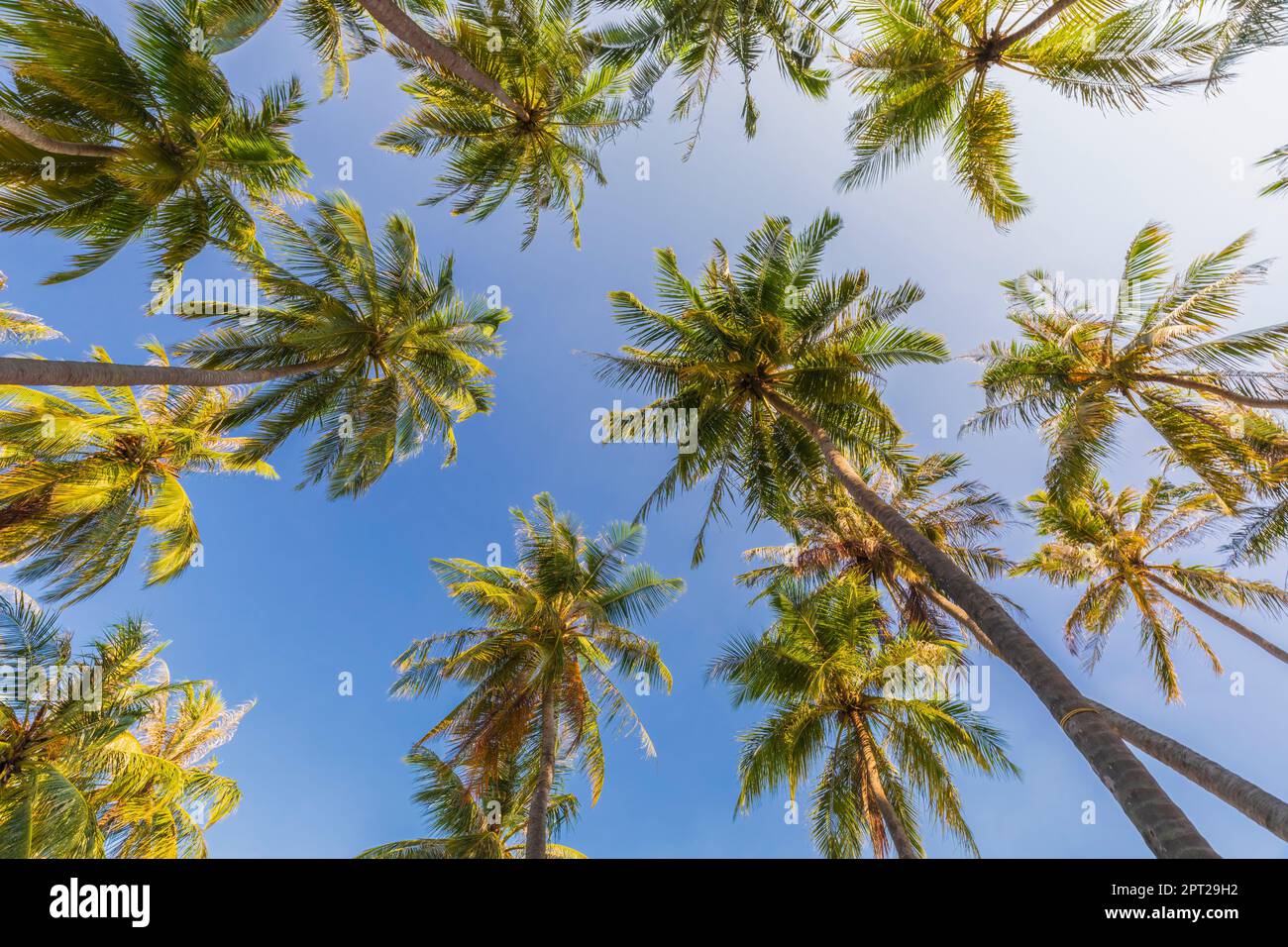 Banner palm leaves blue hi-res stock photography and images - Alamy