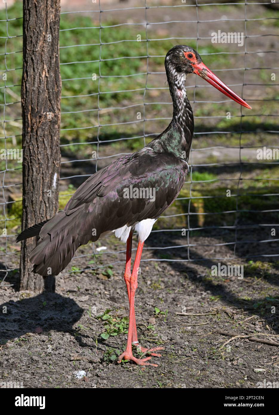 Reddern, Germany. 21st Apr, 2023. A black stork (Ciconia nigra) stands ...