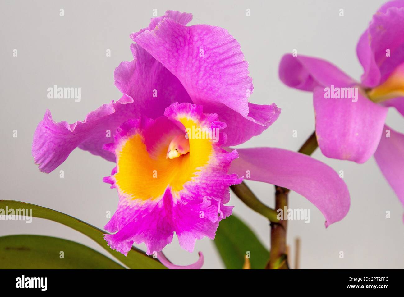 Orchid Cattleya Blc. Trium Phal Coronation Seto home flower. Large pink purple buds. Phalaenopsis rare of orchids labiata. White background. Big flowers pot garden cattleya orchidaceae family. Stock Photo