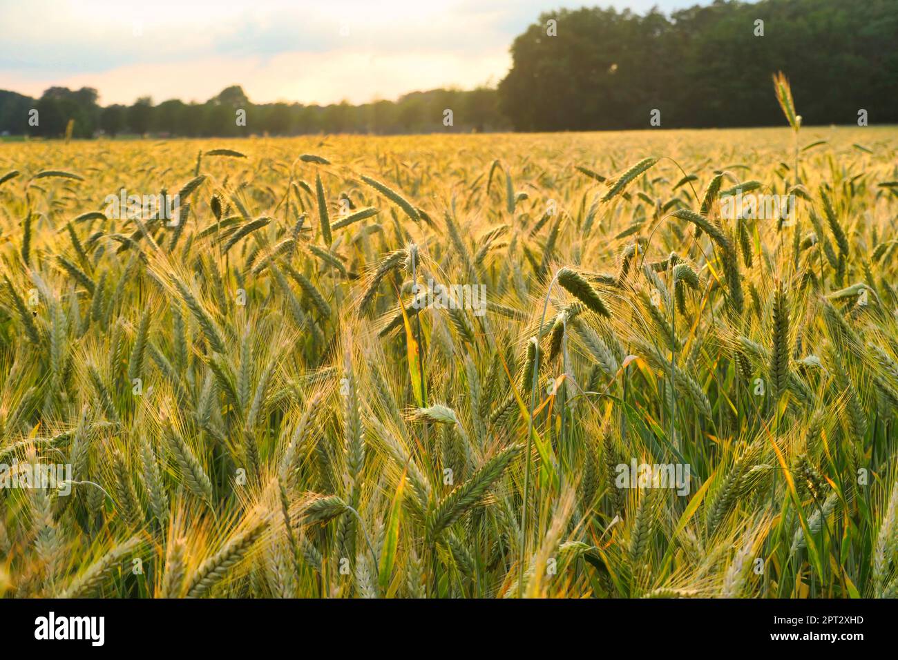 rye in the sun (Emsland-Germany) Stock Photo