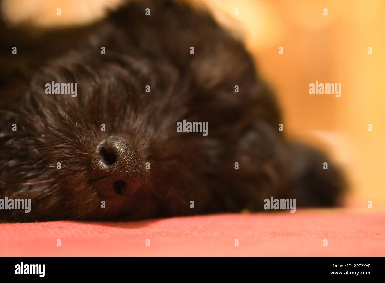 Goldendoodle puppy sleeping. The nose is in focus, the rest blurred