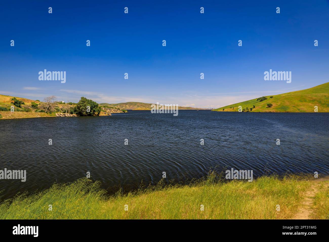 Superbloom in Central Valley California, wildflowers covering the