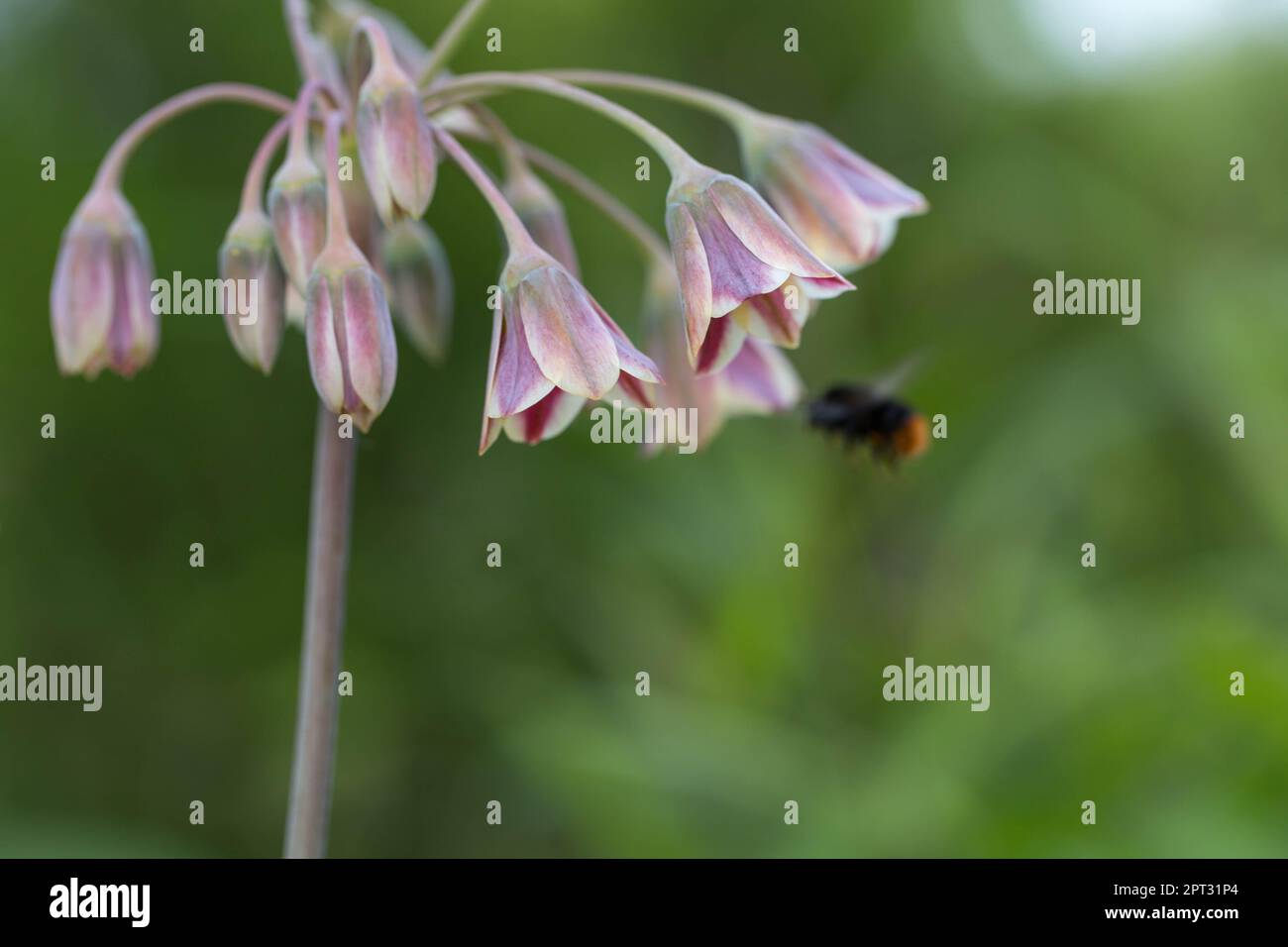 Black bumblebee on a spring, summer day on a flower of Allium bulgaricum, Nectaroscordum collecting pollen. Stock Photo