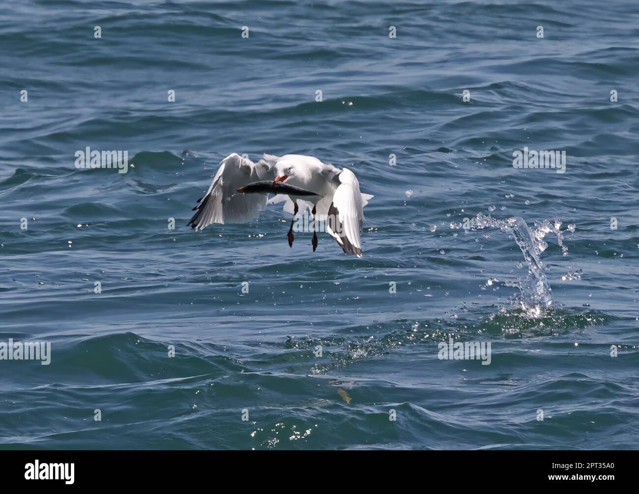 Silver Gull (Larus novaehollandiae) adult taking off from sea with fish in bill  North Stradbroke Island, Queensland, Australia.       March Stock Photo