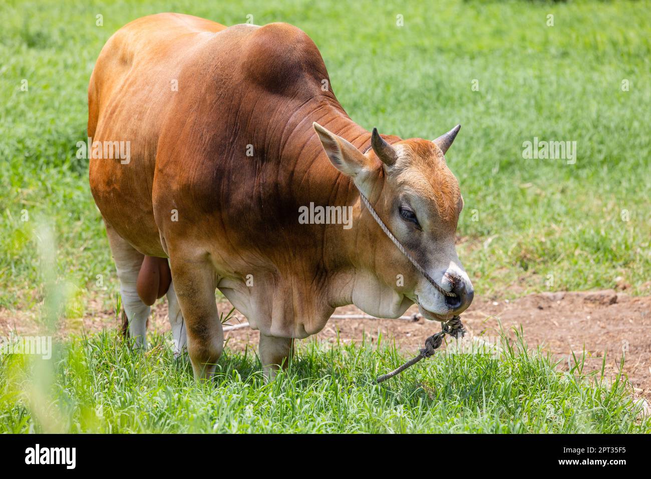 Yellow cattle in the farm Stock Photo