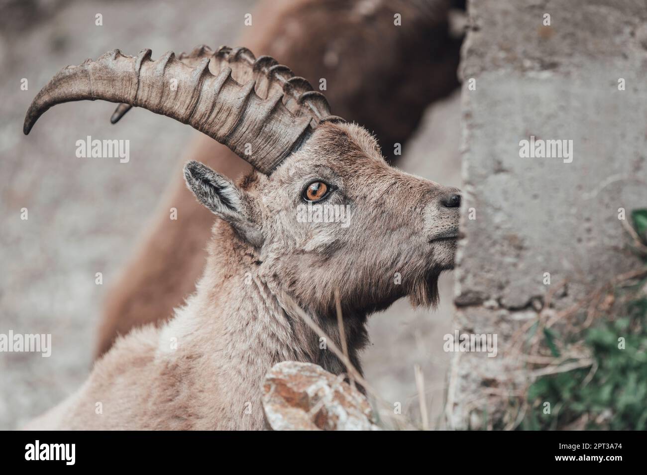 Ibexes grazing in the upper Gesso valley (Cuneo, Piedmont, Italy) Stock Photo