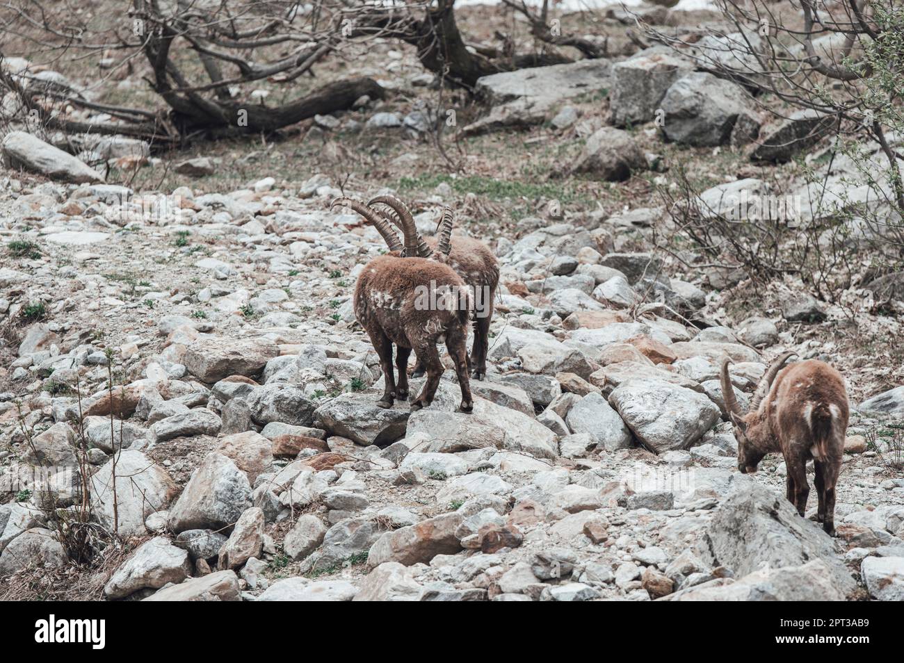 Ibexes grazing in the upper Gesso valley (Cuneo, Piedmont, Italy) Stock Photo