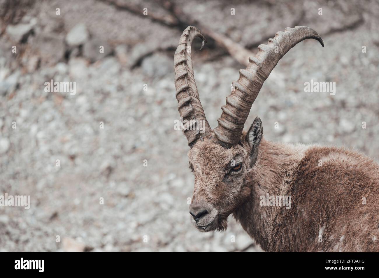 Ibexes grazing in the upper Gesso valley (Cuneo, Piedmont, Italy) Stock Photo