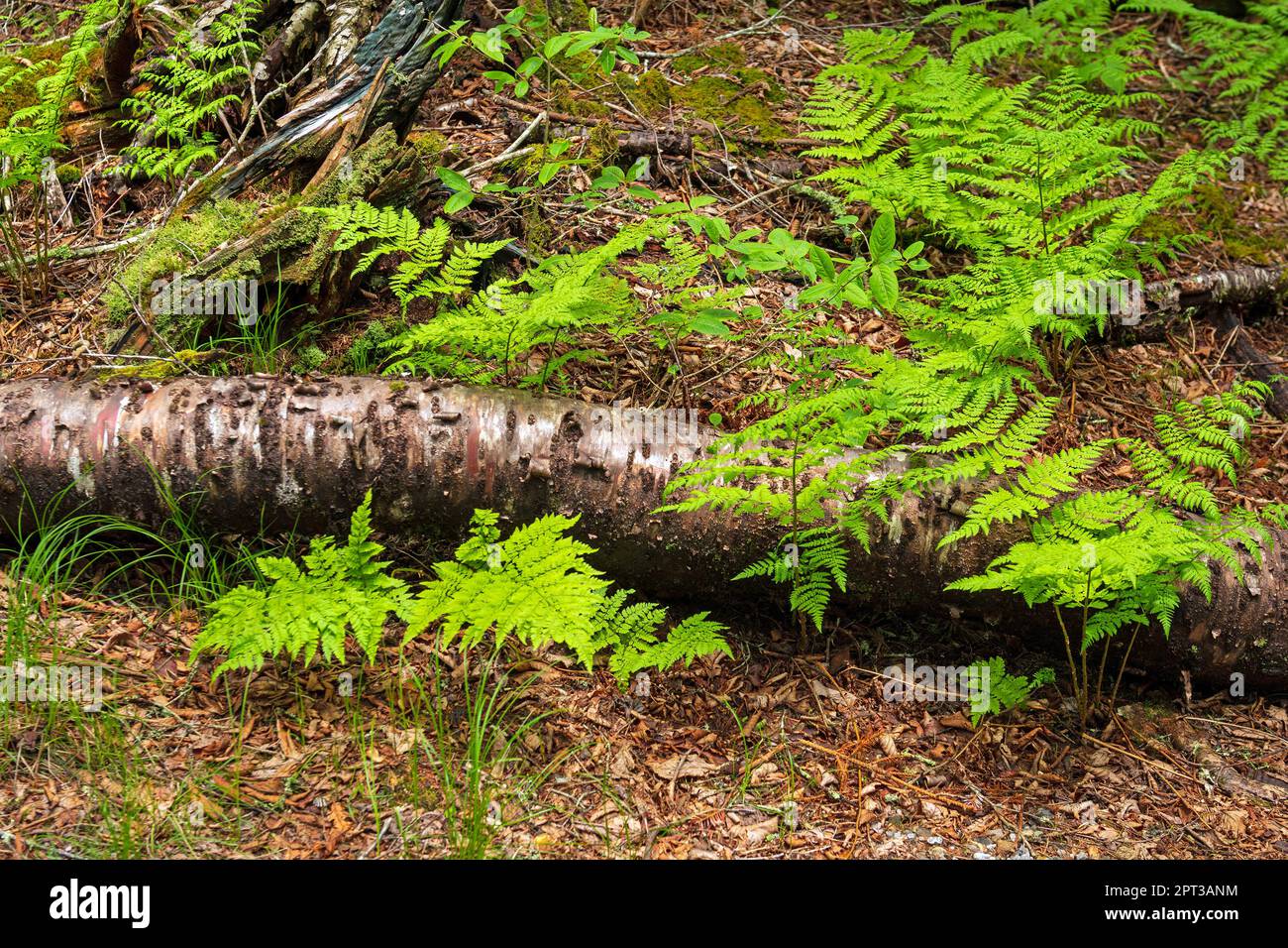 Spring Ferns in a Mountain Forest Along the Blue Ridge Parkway in North ...