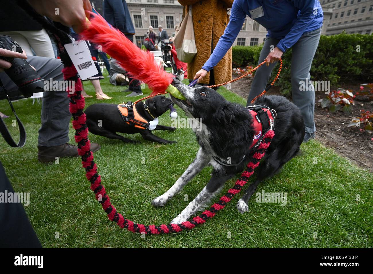 How Much Do Dog Show Handlers Make