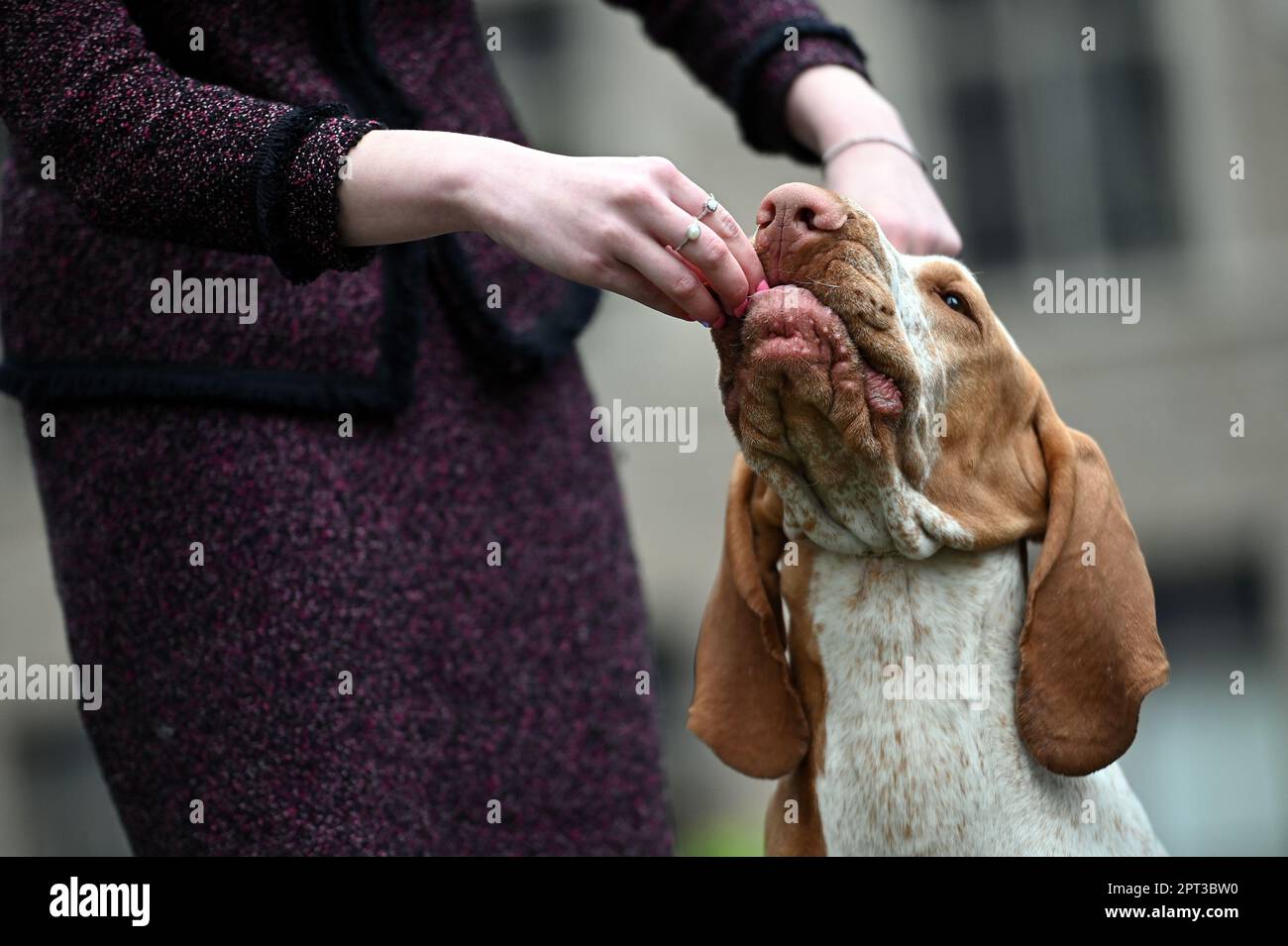 hoorbaar Doctor in de filosofie Vervolgen New York, USA. 27th Apr, 2023. A handler gives Jasper, a Bracco Italiano  (new eligible breed), a treat during presentations at the 147th Annual  Westminster Kennel Club Dog Show Press Preview at