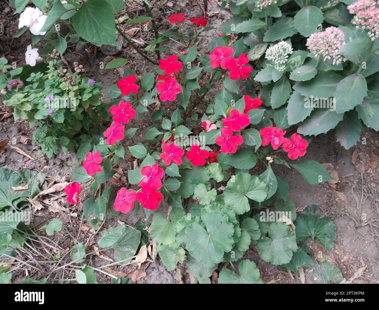 Flowers and plants grow in the front garden near the house in a the